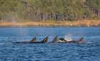Orca whales surfacing Art Print